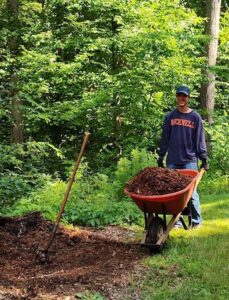 Sander wheelbarrowing mulch to damp areas of the trails